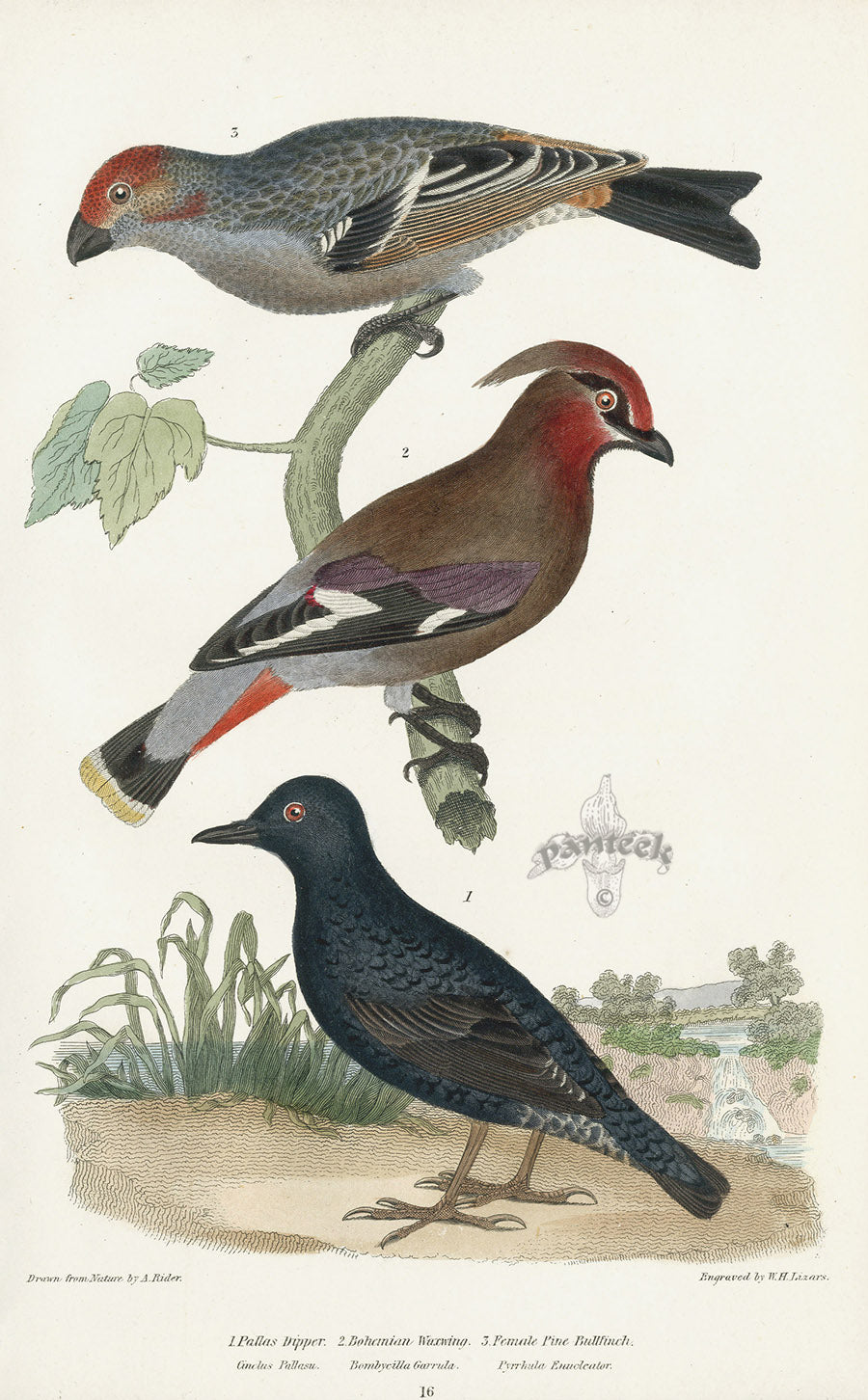 Wilson 1832 Pallas Dipper, Bohemian Waxwing