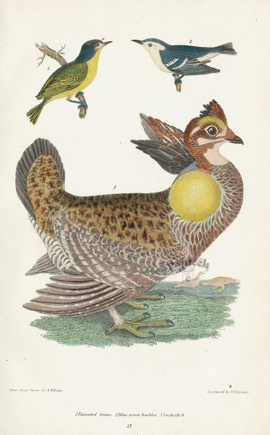 Wilson 1832 Pinnated Grouse, Blue-green