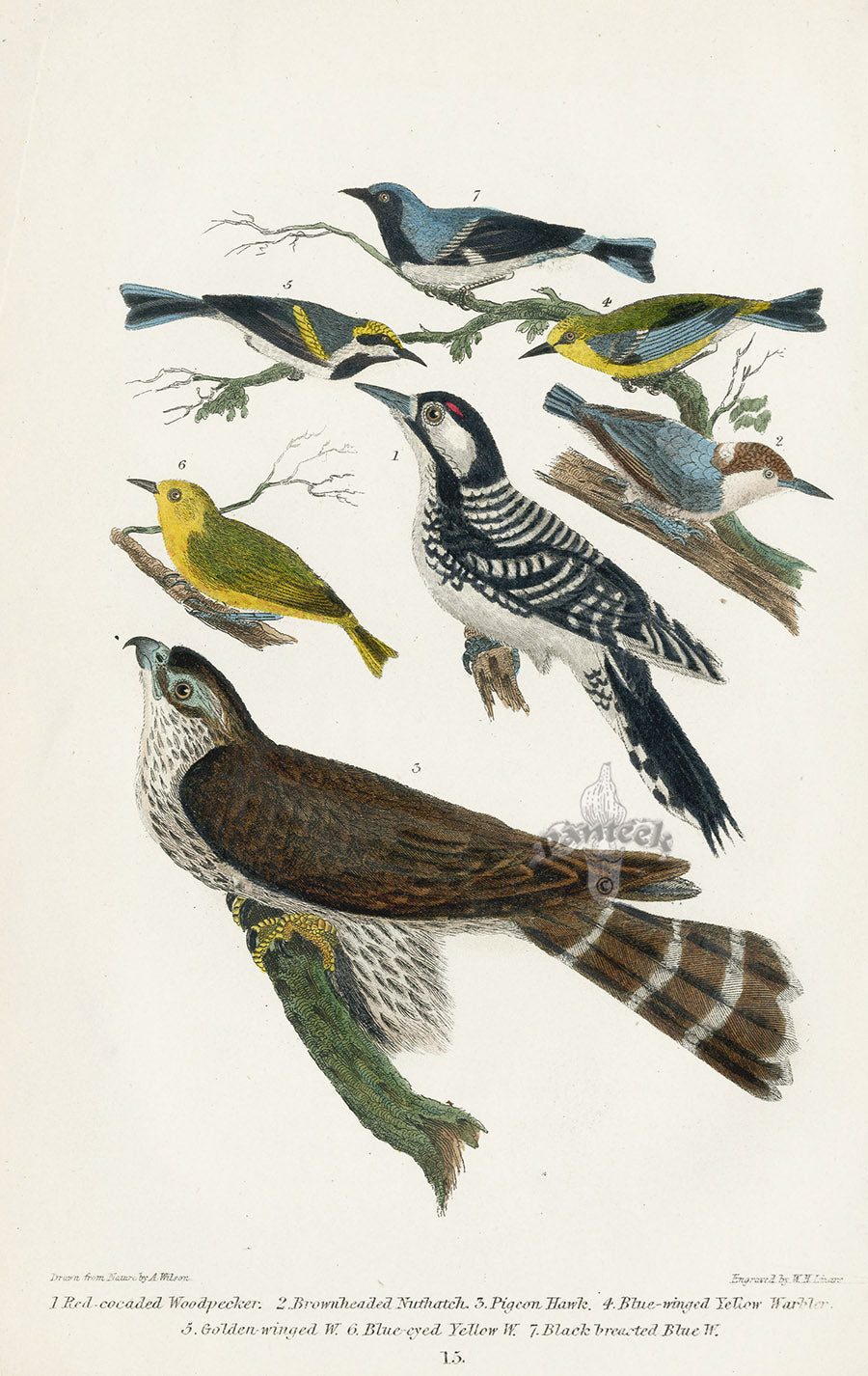 Wilson 1832 Red-cocaded Woodpecker