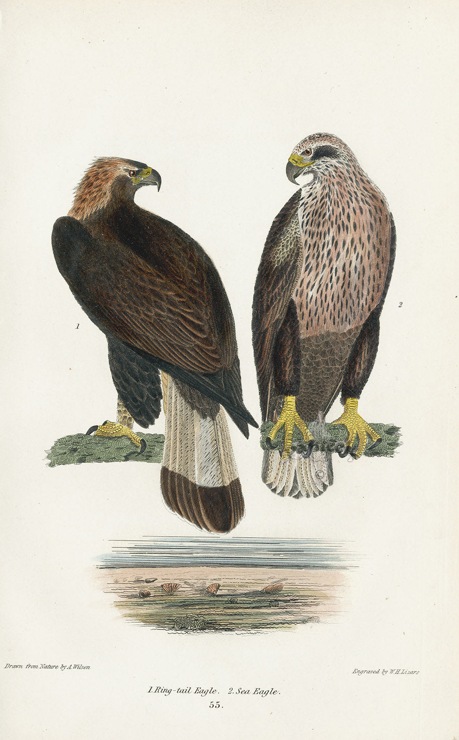 Wilson 1832 Ring-tailed Eagle, Sea Eagle