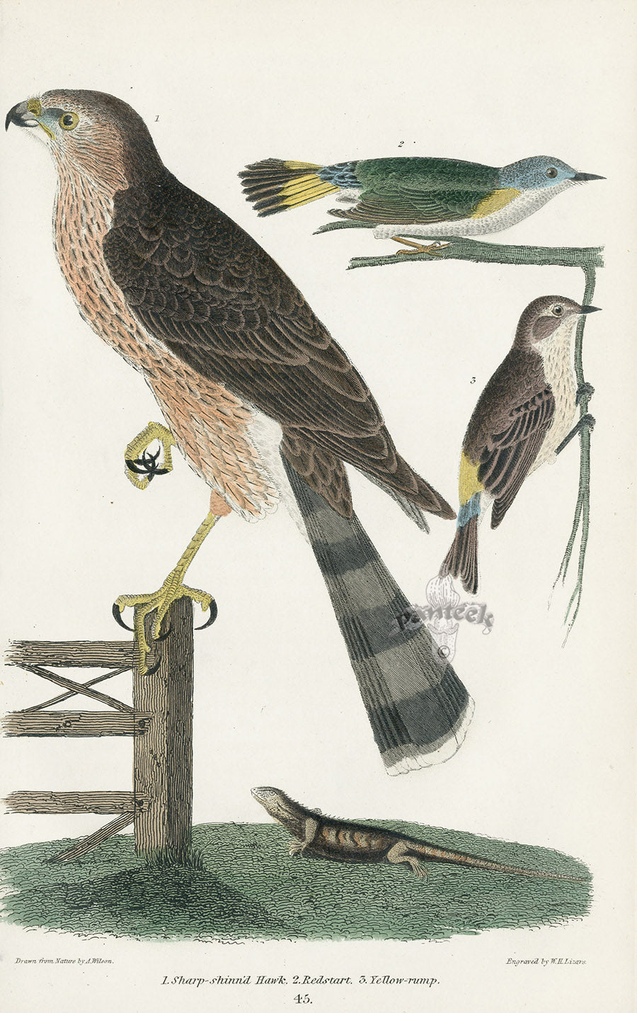 Wilson 1832 Sharp-shinned Hawk, Redstart
