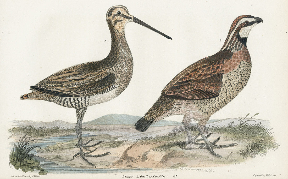 Wilson 1832 Snipe, Quail or Partridge