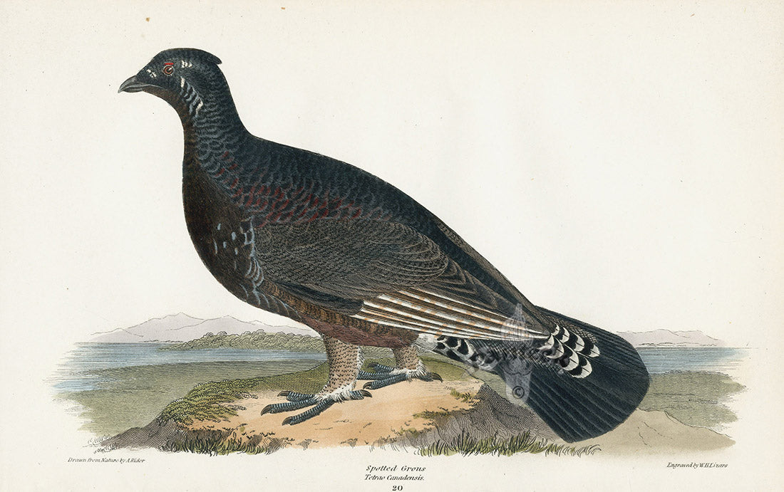 Wilson 1832 Spotted Grouse