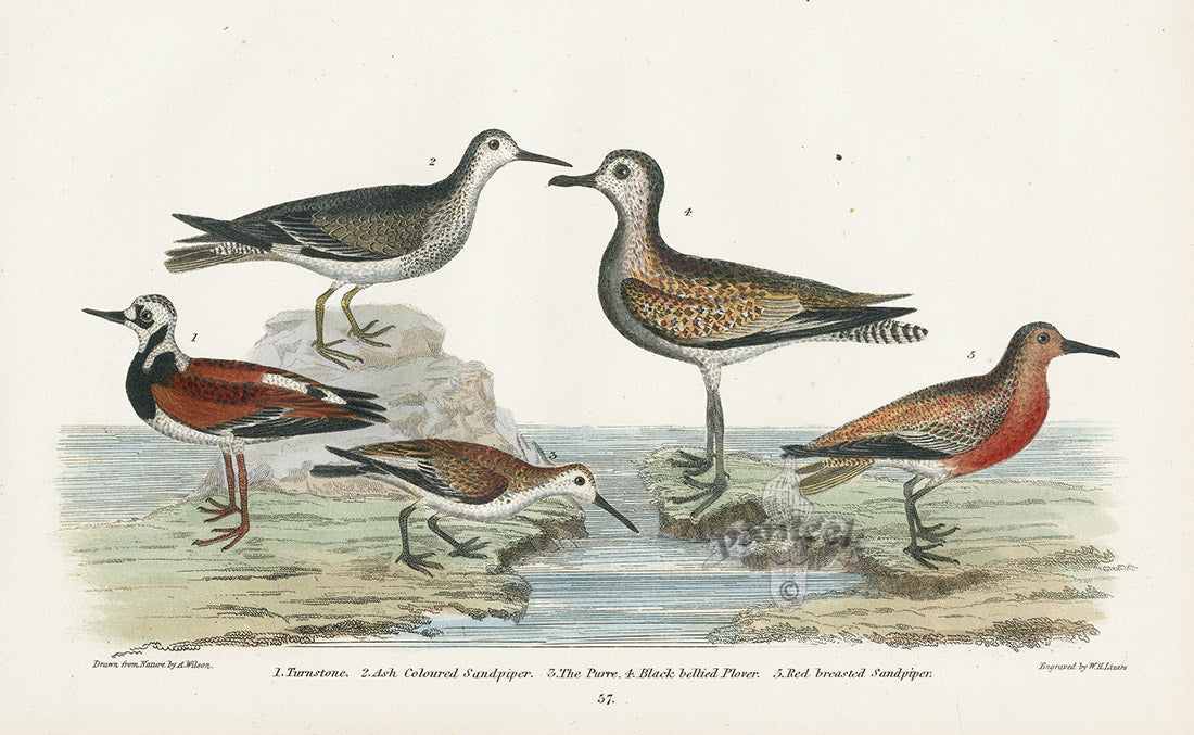 Wilson 1832 Turnstone, Ash Coloured
