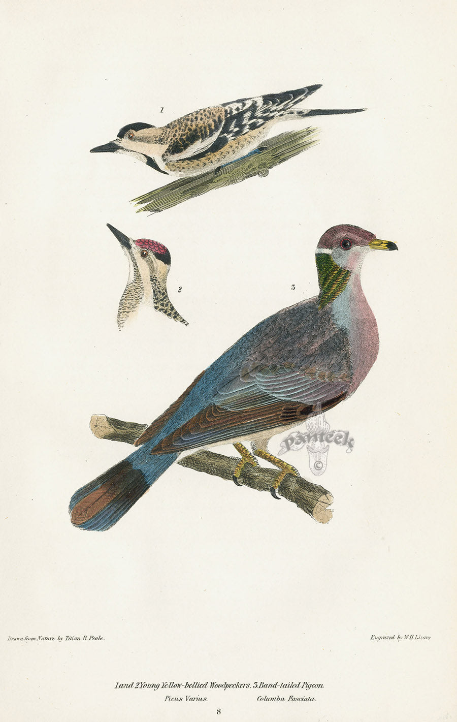 Wilson 1832 Yellow-bellied Woodpecker