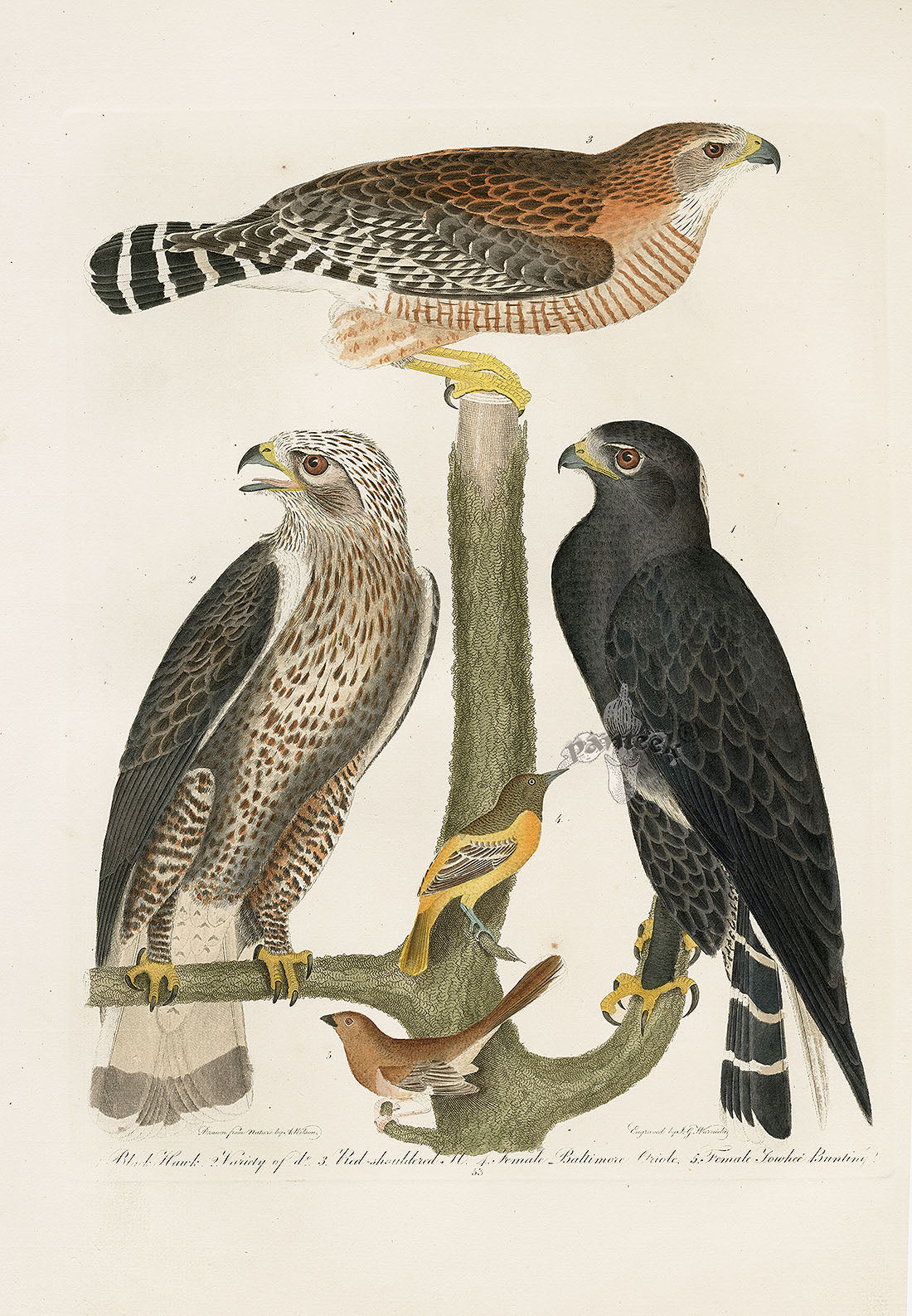 Wilson Ornithology 1871 Black Hawk, Baltimore Oriole, Bunting