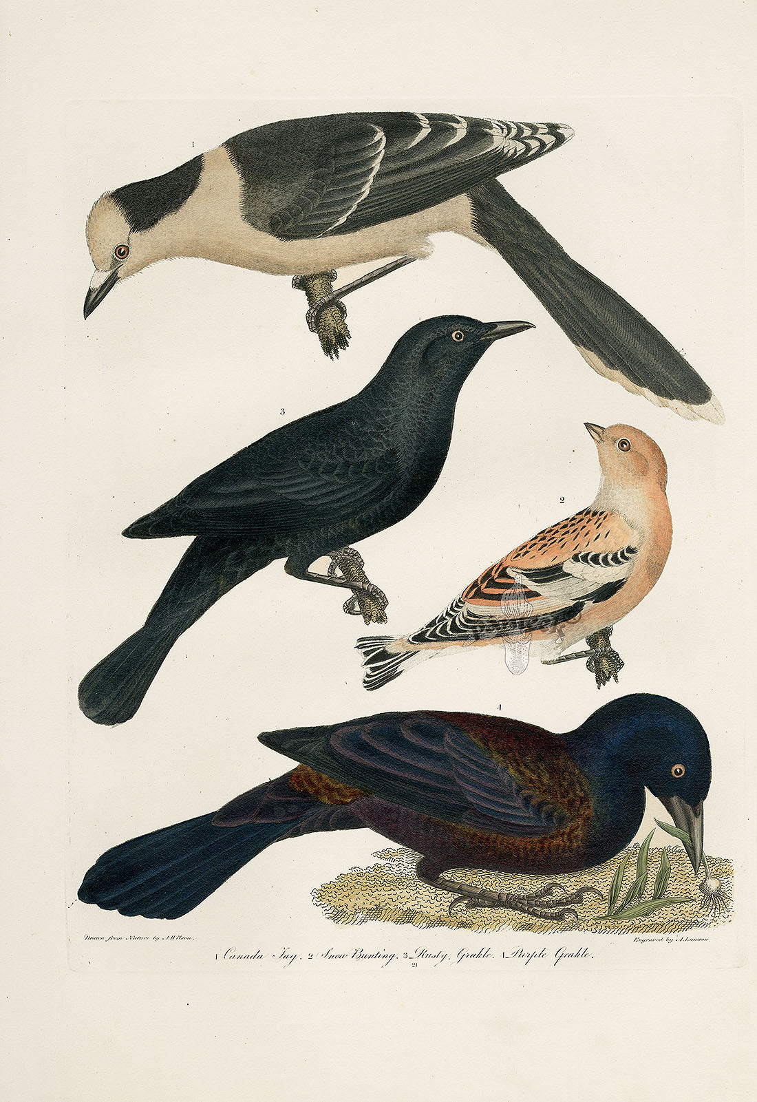 Wilson Ornithology 1871 Canada Jay, Bunting, Grackle