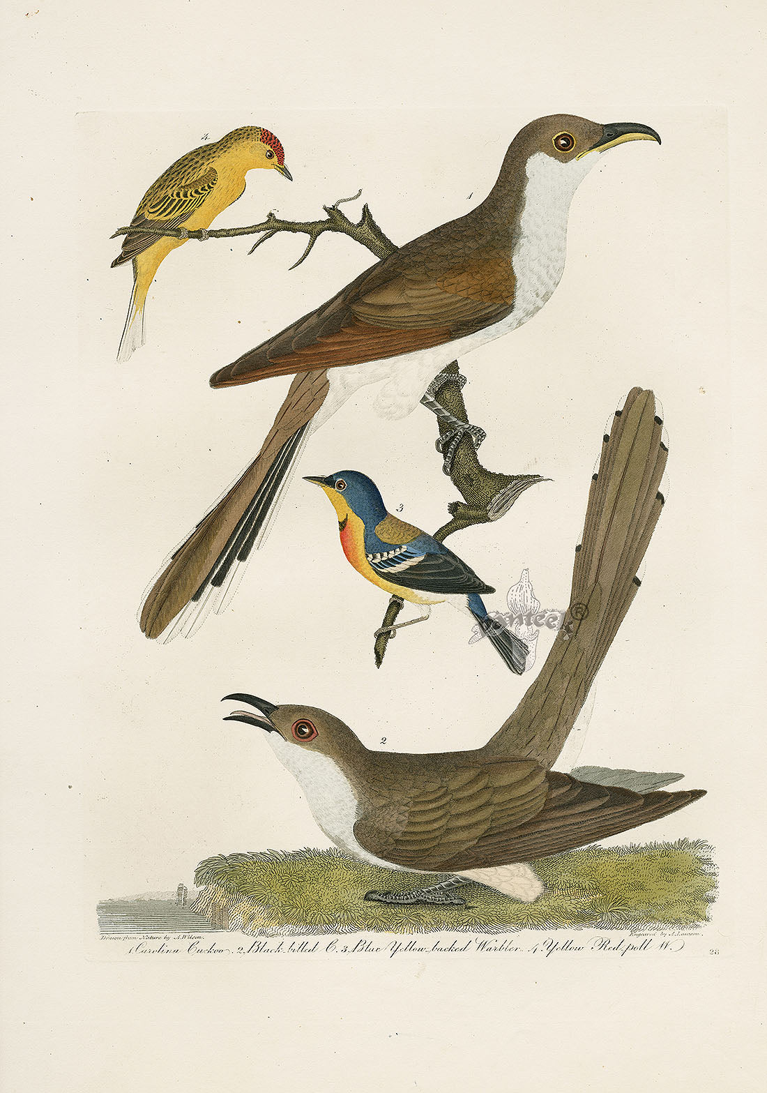 Wilson Ornithology 1871 Carolina Cuckoo, Yellow Red-Poll