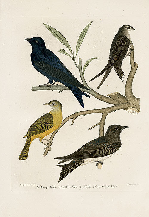 Wilson Ornithology 1871 Chimney Swallow, Purple Martin, Connecticut Warbler