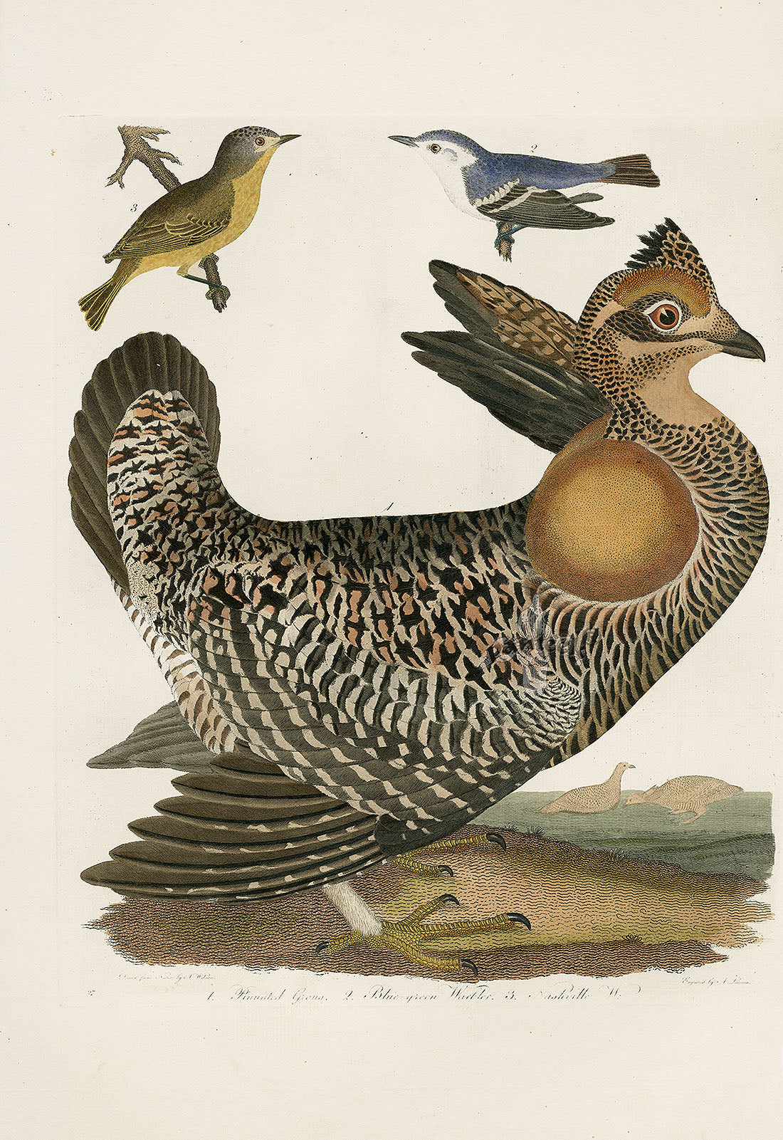Wilson Ornithology 1871 Grouse