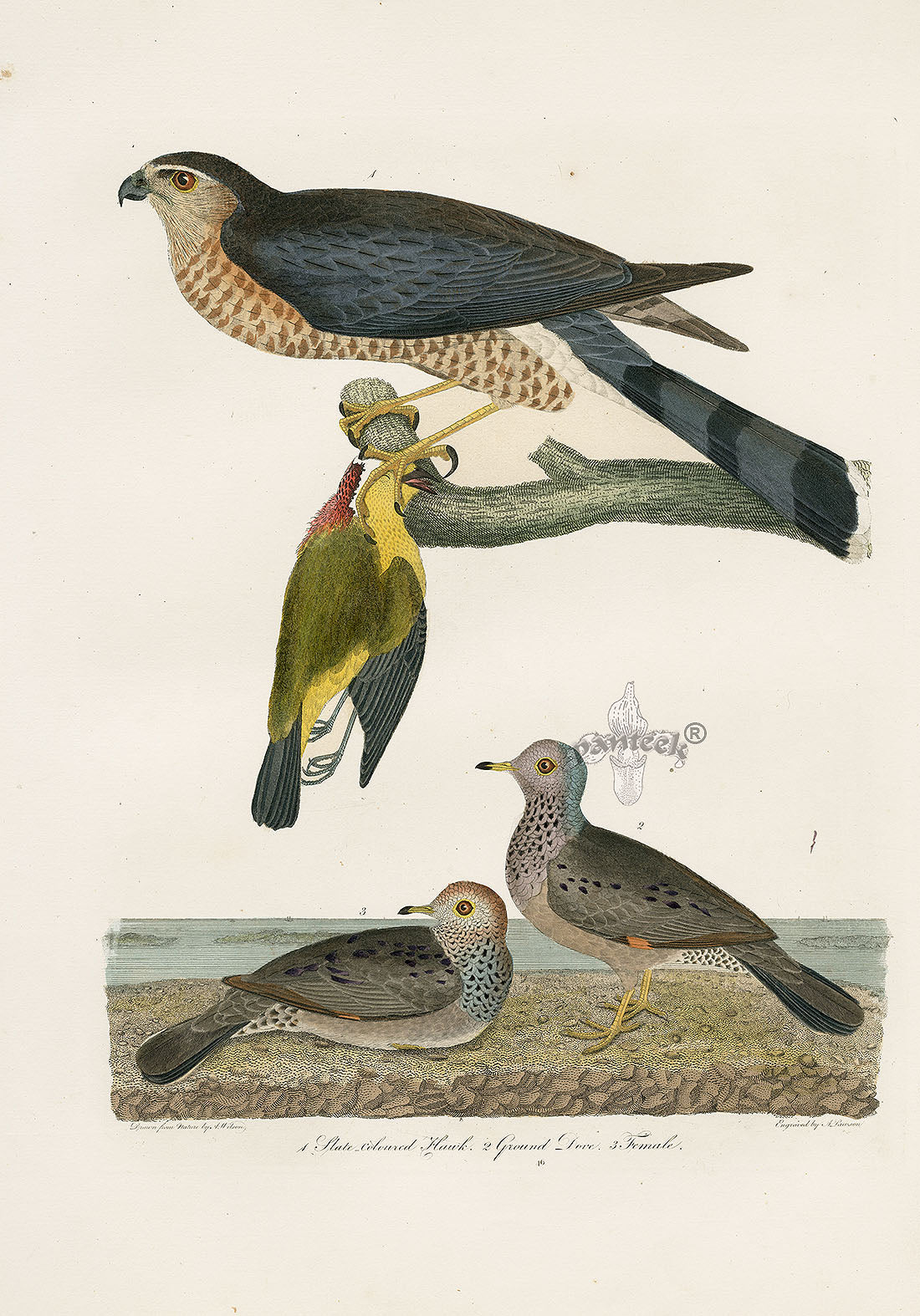 Wilson Ornithology 1871 Hawk, Dove