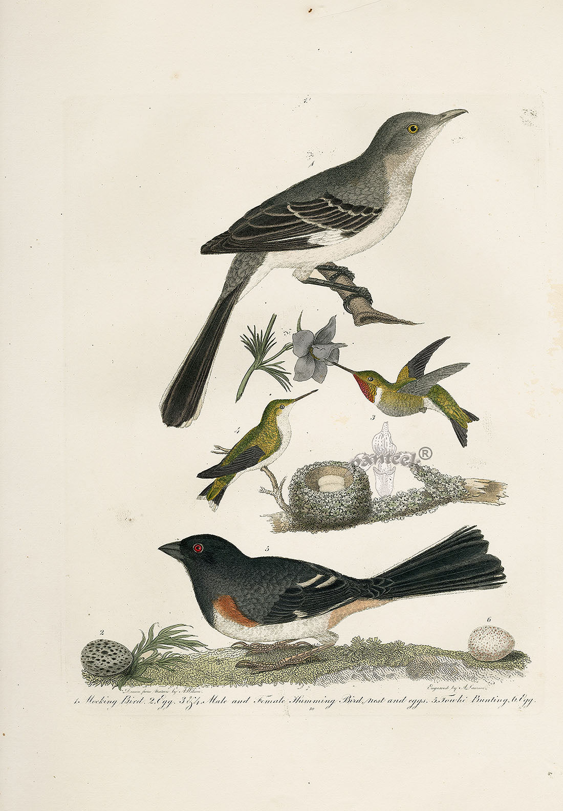 Wilson Ornithology 1871 Hummingbird, Mockingbird