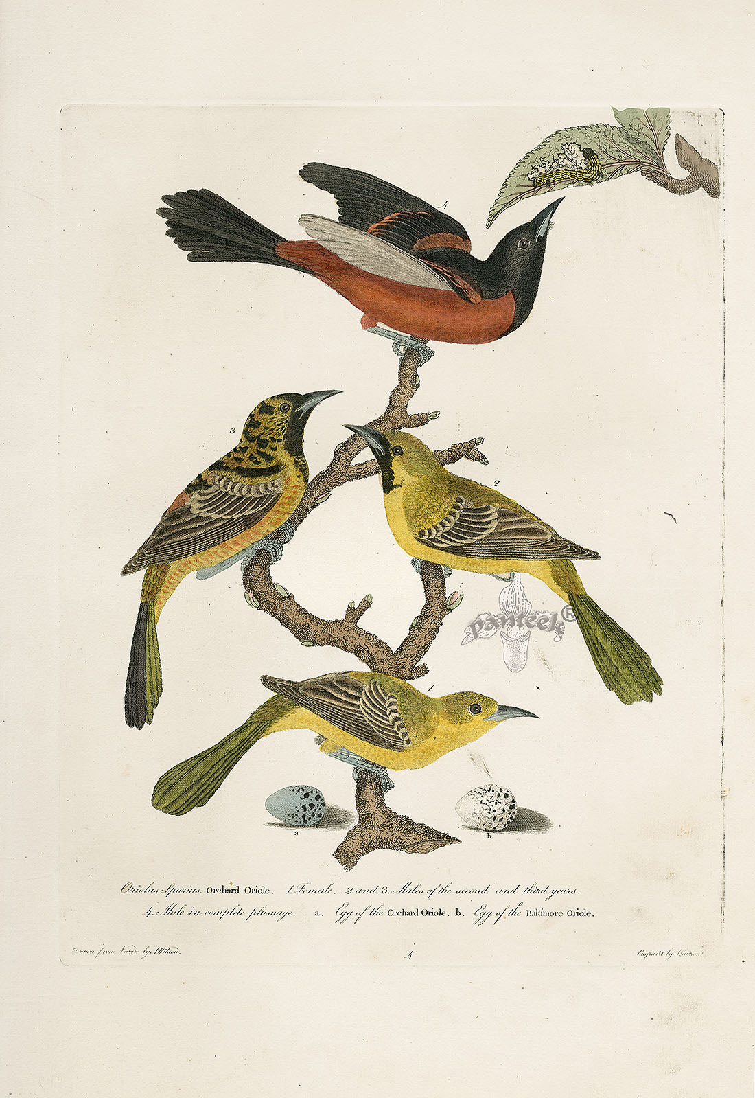 Wilson Ornithology 1871 Oriole