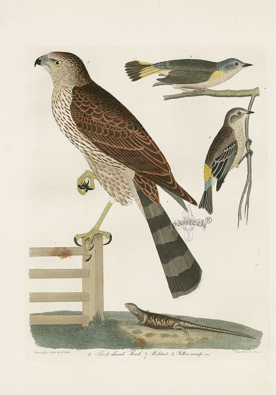 Wilson Ornithology 1871 Sharp Shinned Hawk, Redstart, Yellow Rump