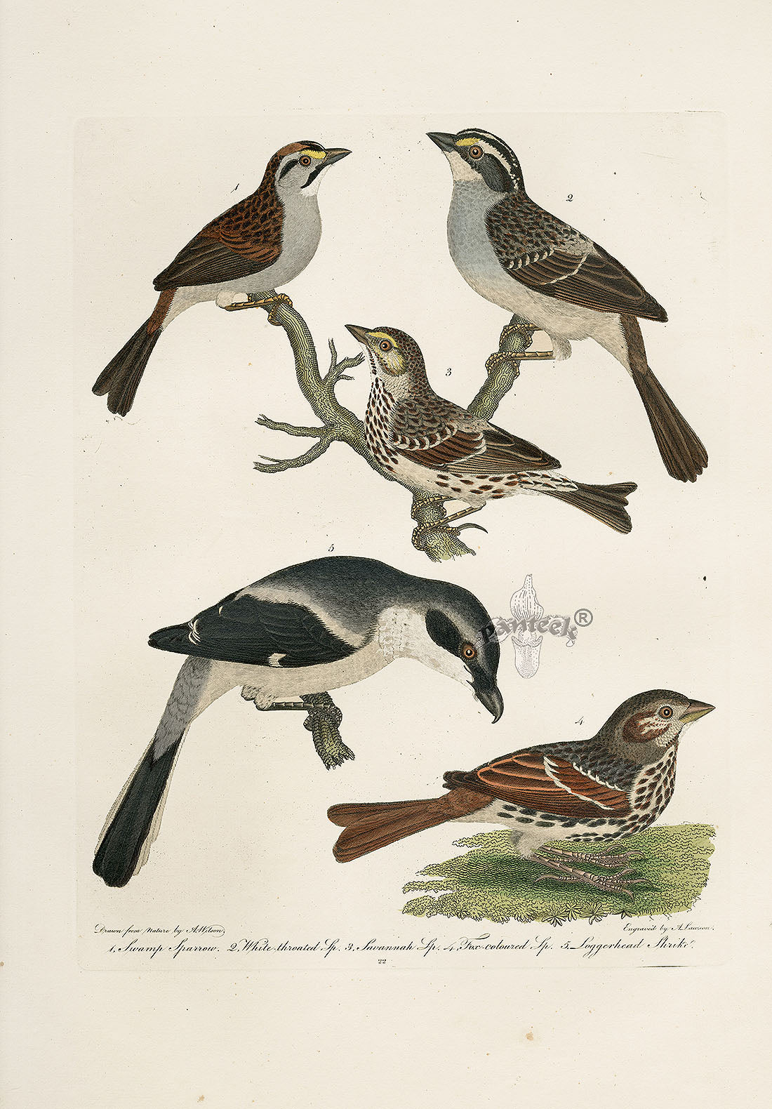 Wilson Ornithology 1871 Sparrow