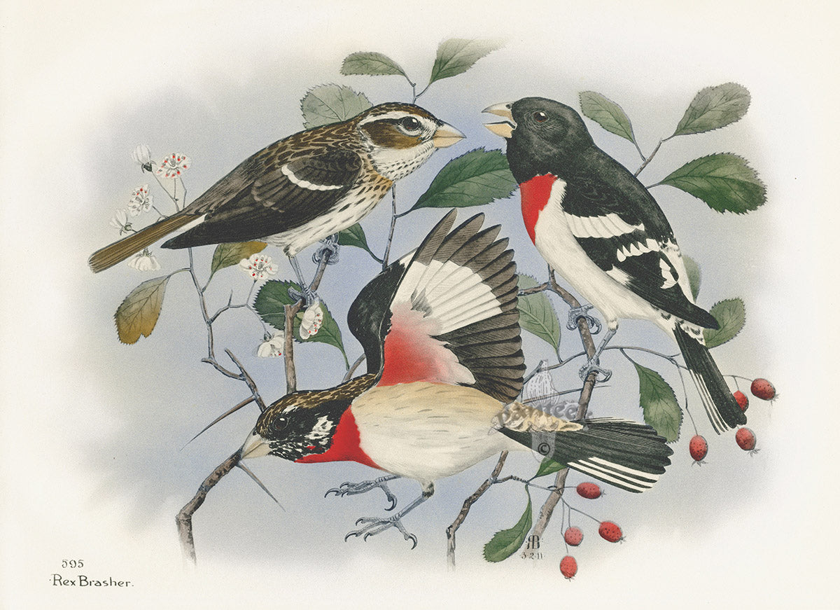 Rex Brasher Birds America 1930 1st Edition Print Rosebreast Grosbeak