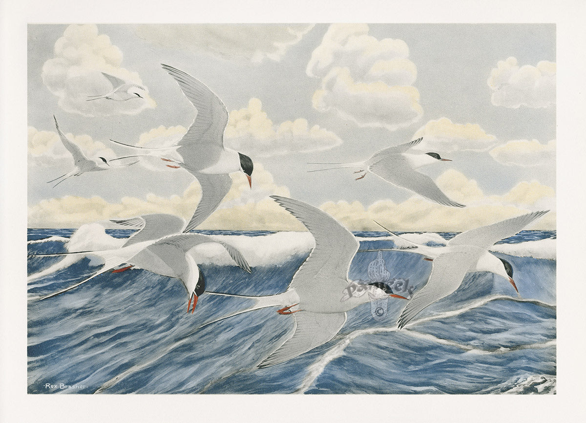 Rex Brasher 1930 Original 1st Edition Bird Print Artic Terns Magellans of Air