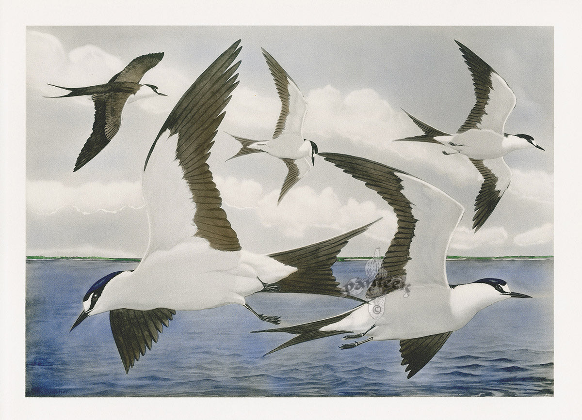 Rex Brasher 1930 Original 1st Edition Bird Print Sooty Tern