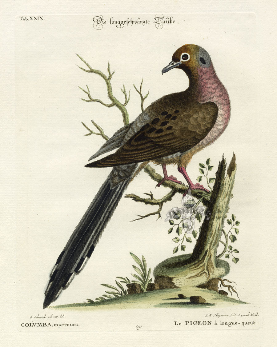 Edwards Seligmann Bird Print Mourning Dove