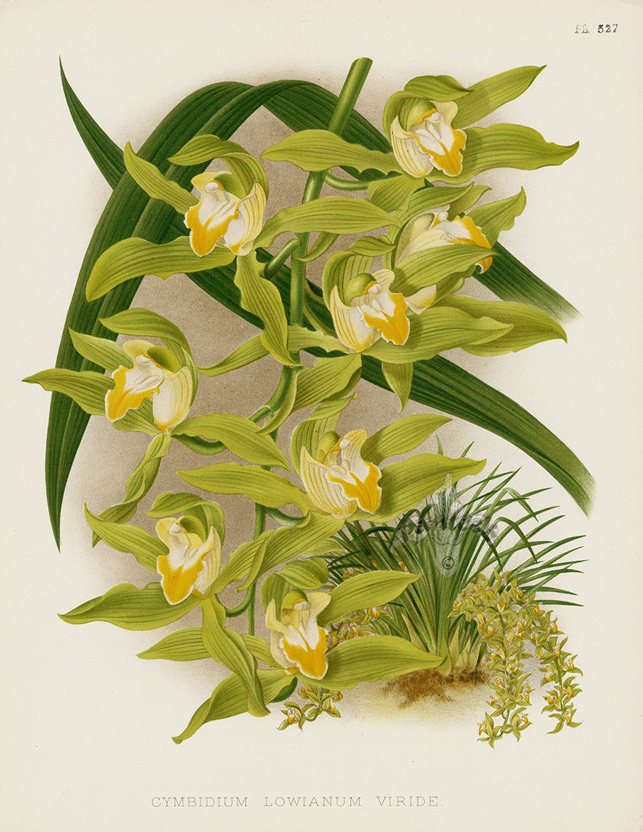 Warner Orchid Album Prints 1882 Cymbidium lowianum