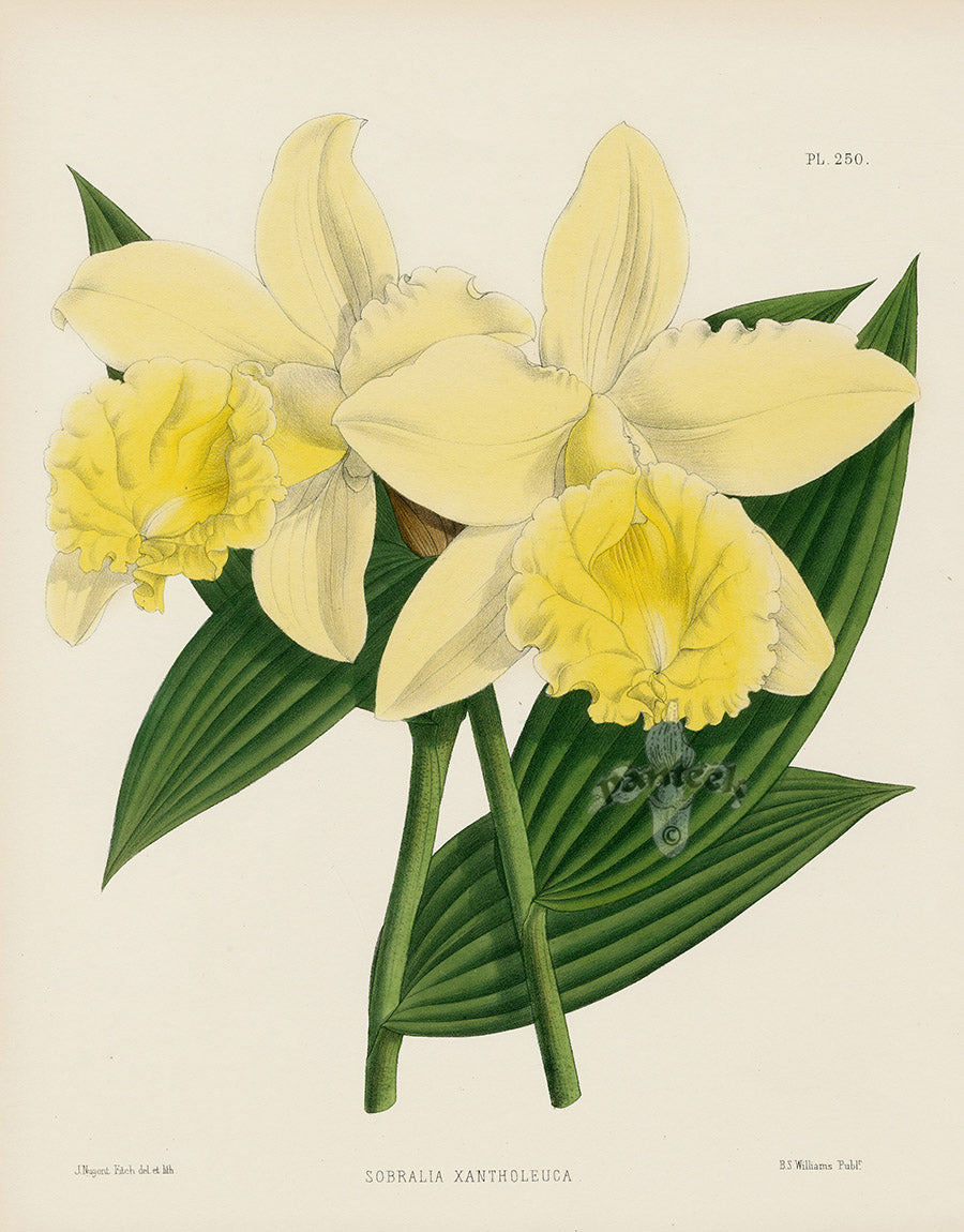 Warner Orchid Album Prints 1882 Sobralia xantholeuca