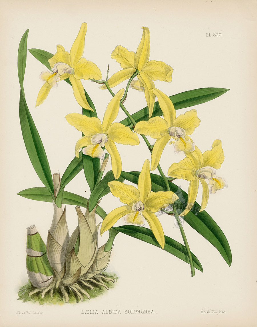 Warner Orchid Album Prints 1882 Laelia albida