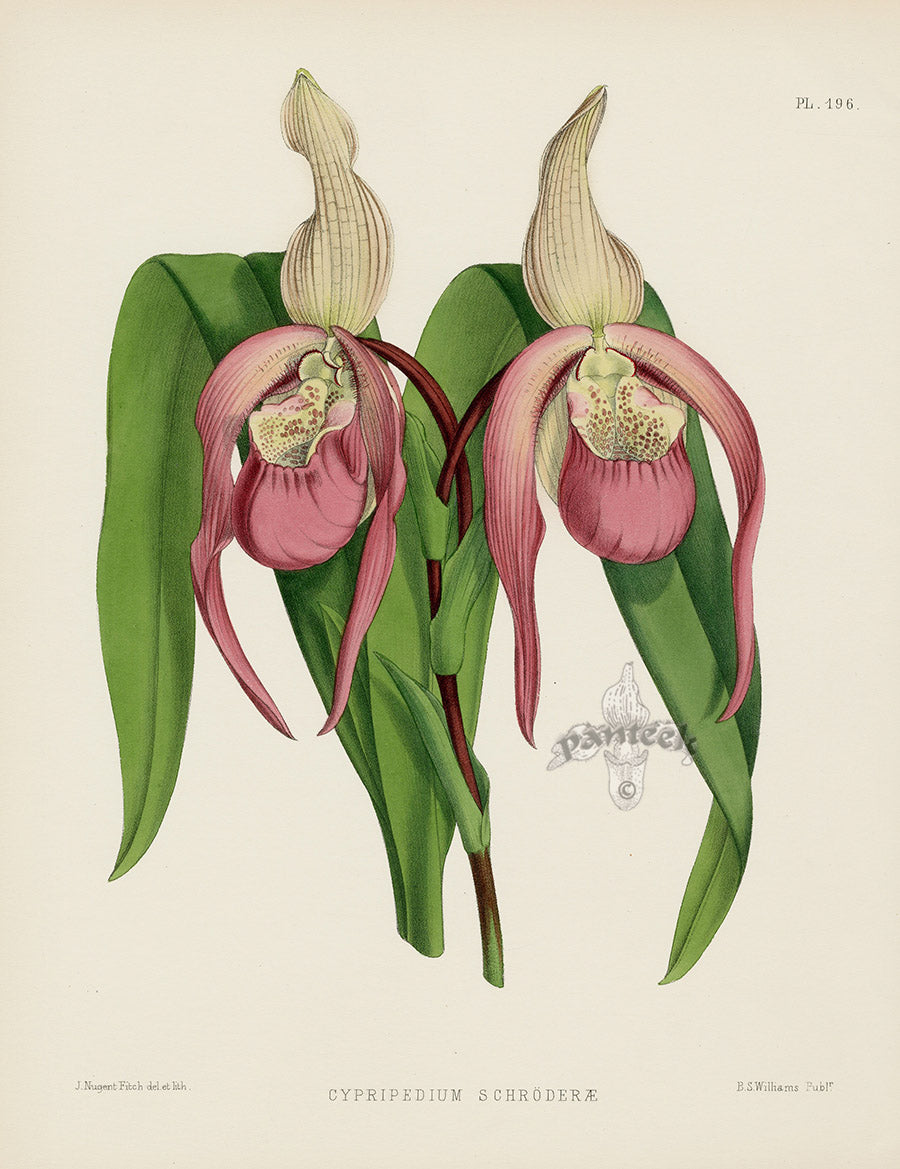Warner Orchid Album Prints 1882 Cypripedium schroderae