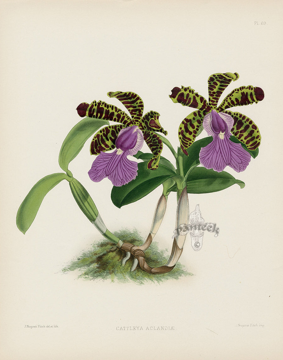 Warner Orchid Album Prints 1882 Cattleya aclandiae