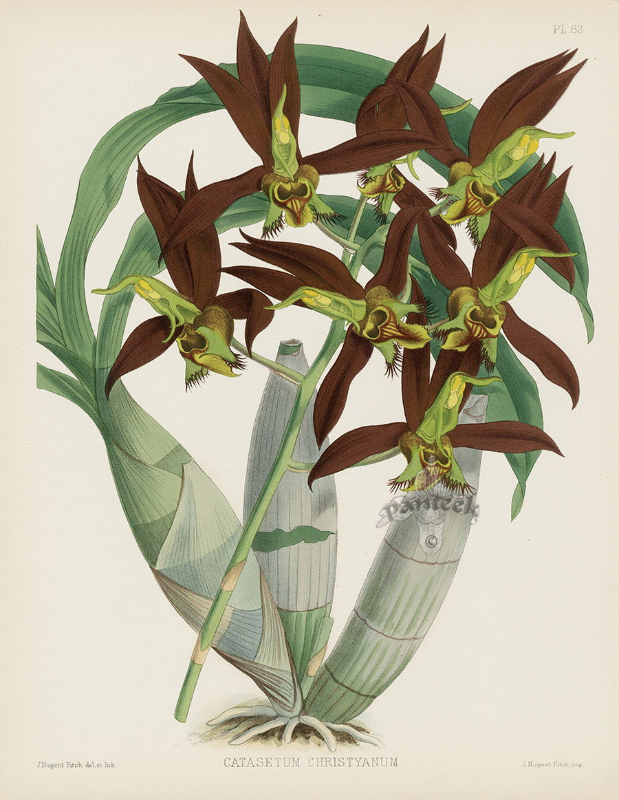 Warner Orchid Album Prints 1882 Catasetum christyanum