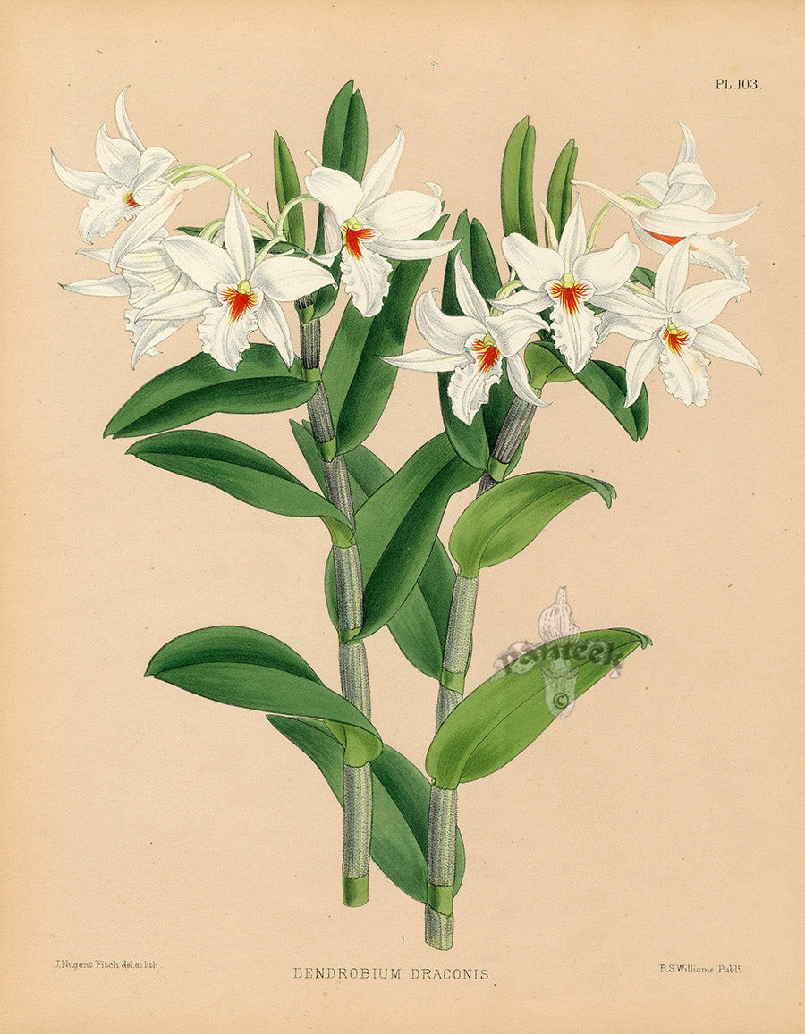Warner Orchid Album Prints 1882 Dendrobium draconis