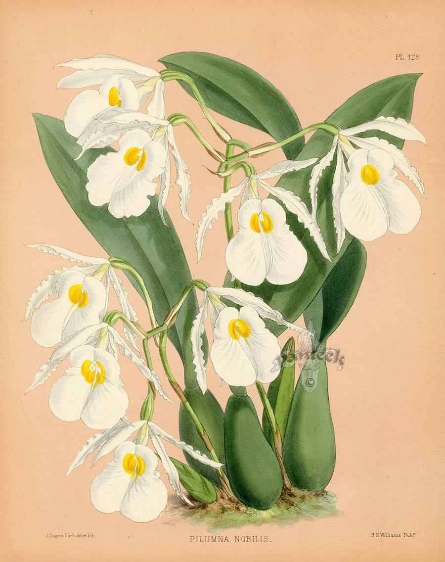 Warner Orchid Album Prints 1882 Pilumna nobilis