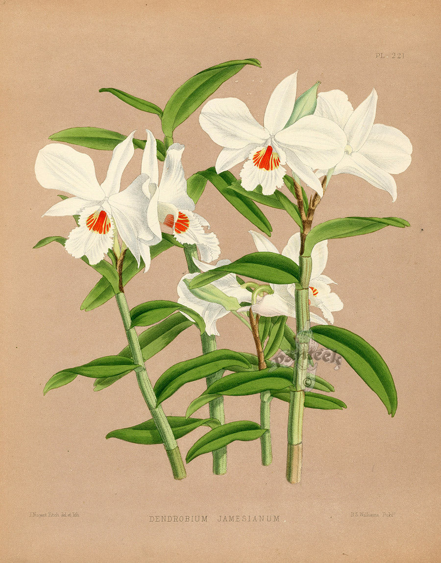 Warner Orchid Album Prints 1882 Dendrobium jamesianum