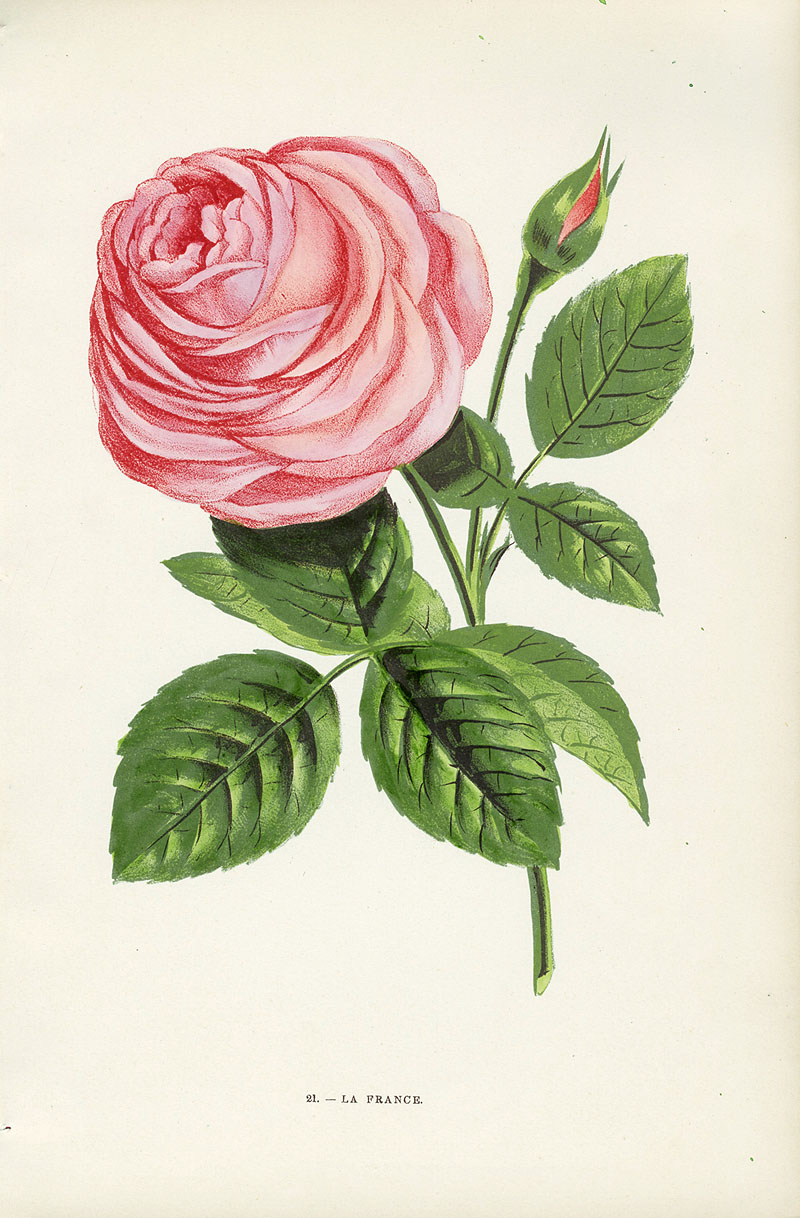 jamain rose prints 1873 printable work orders