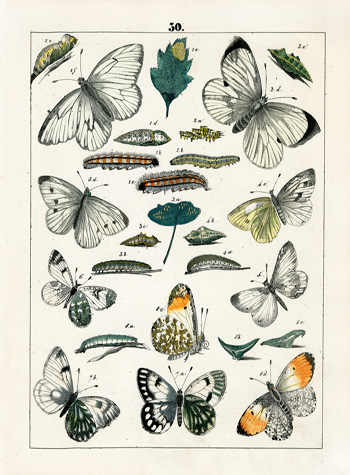 F. Berge Butterfly Prints 1842