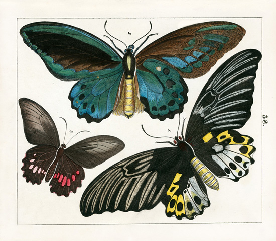 Prints F. 1842 Berge Butterfly