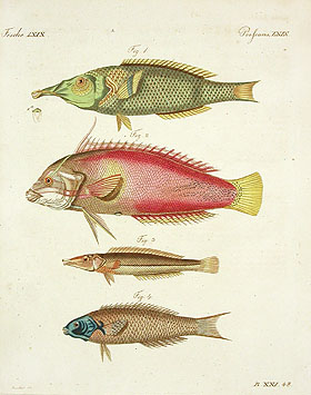 Bertuch Natural History Prints 1790