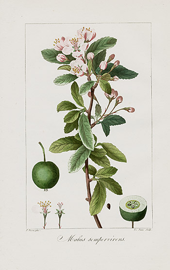 Pancrace Bessa Prints from Herbier General de l'Amateur 1816