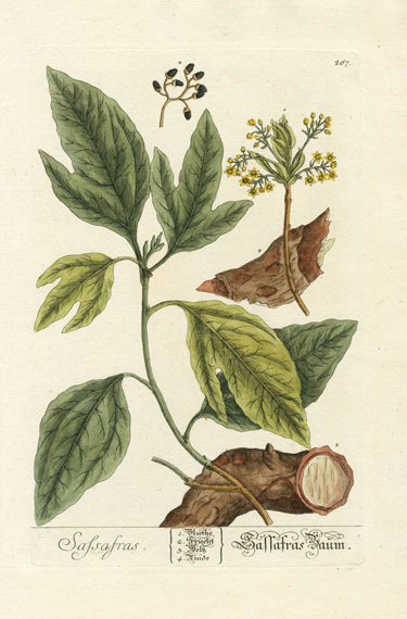 Honeysuckle ELIZABETH BLACKWELL Vintage Botanical Poster A Curious Herbal