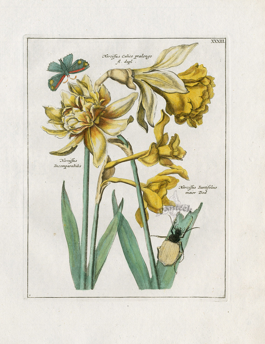 Narcissus incomparabilis, Calice praelongo, Juntifolius major, Beetle ...