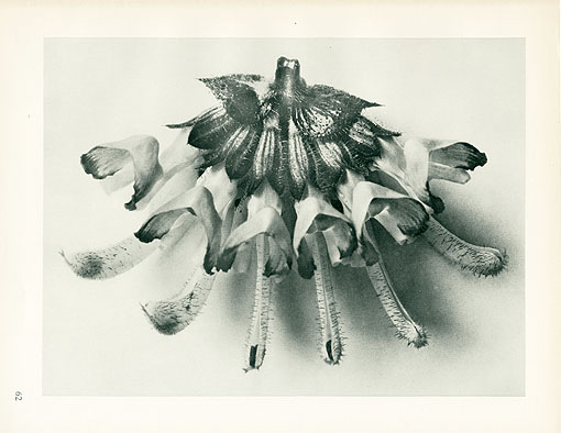 Karl Blossfeldt Genuine Photogravure Prints