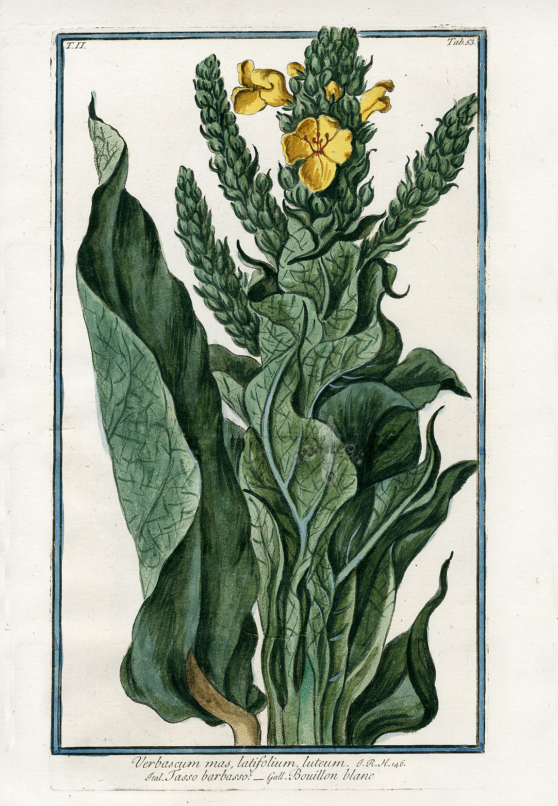 Bonelli Hortus Romanus Prints 1772