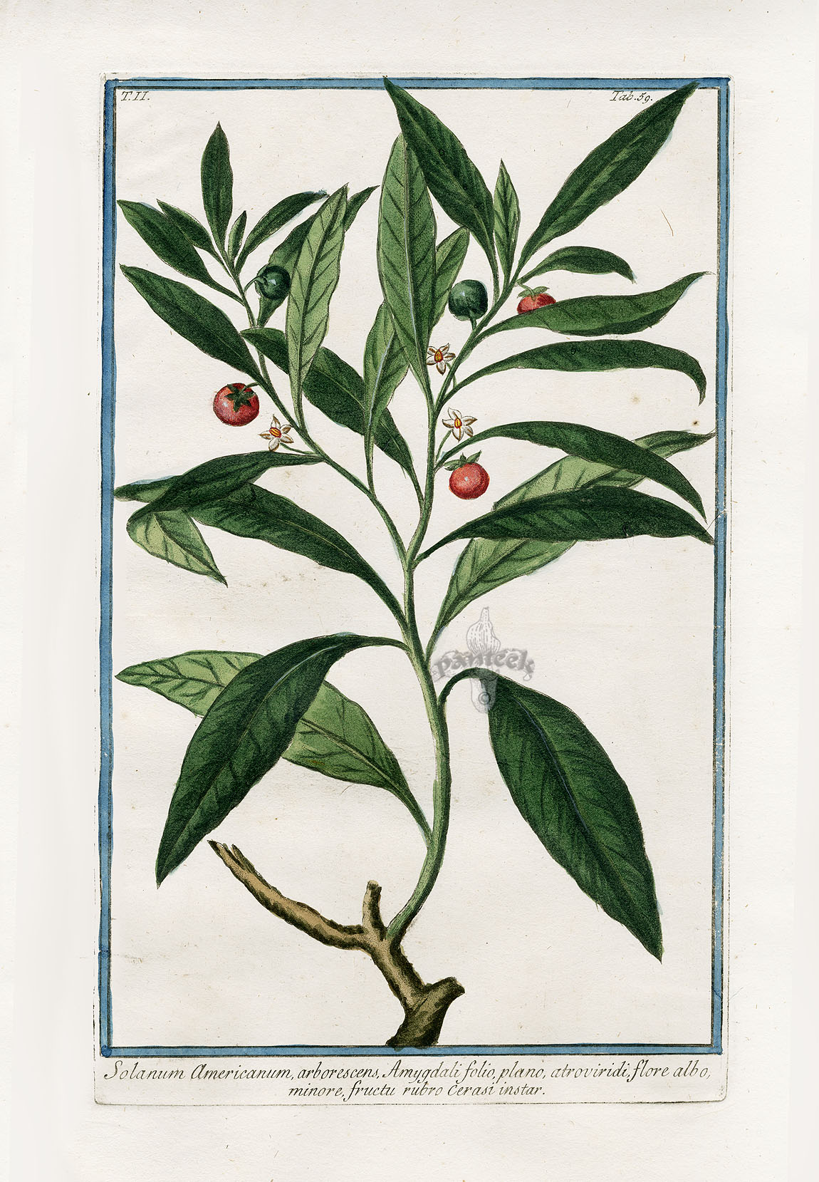 Bonelli Hortus Romanus Prints 1772