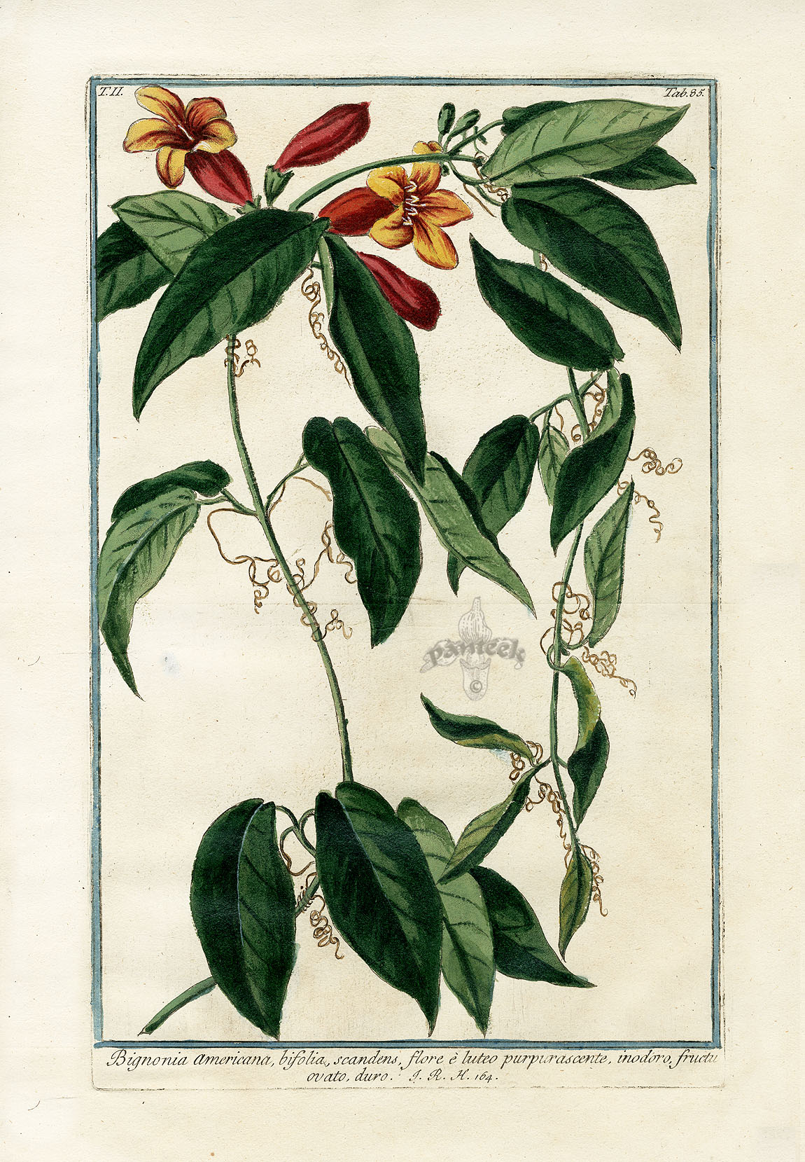 Bonelli Hortus Romanus Prints 1772