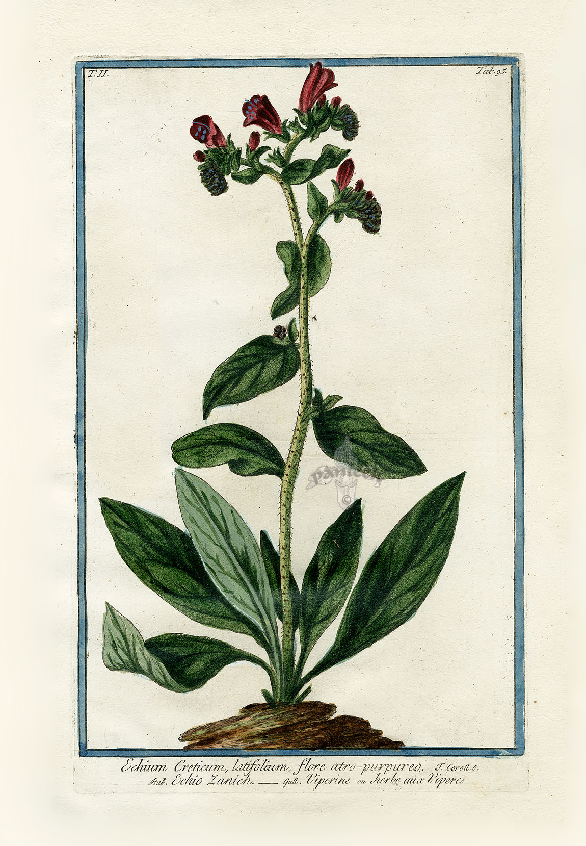 Bonelli Hortus Romanus Prints 1772