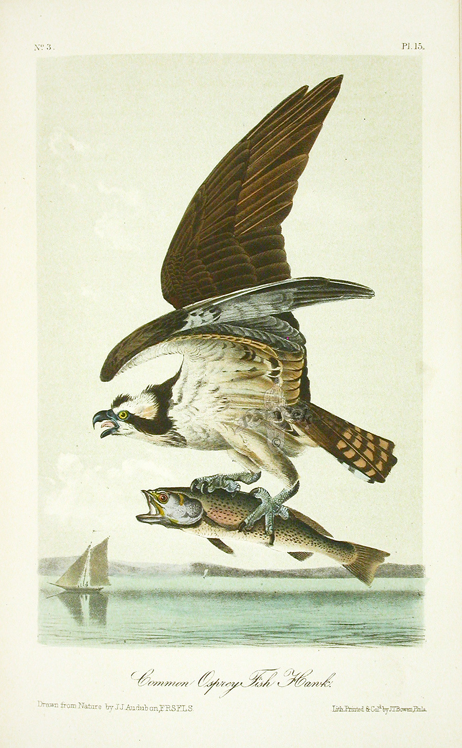 John James Audubon Birds of America 1871 Complete 8 Volumes from ...