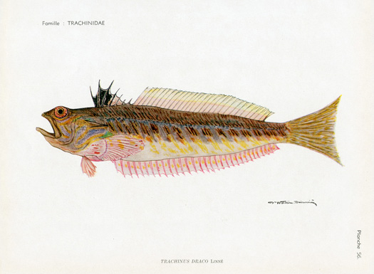 Dr. William Goeau-Brissonniere Fish Prints, 1954