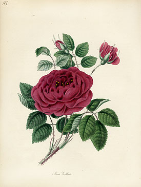 Burnett Fruit and Botanical Prints 1852