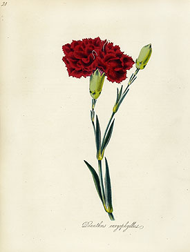 Burnett Fruit and Botanical Prints 1852