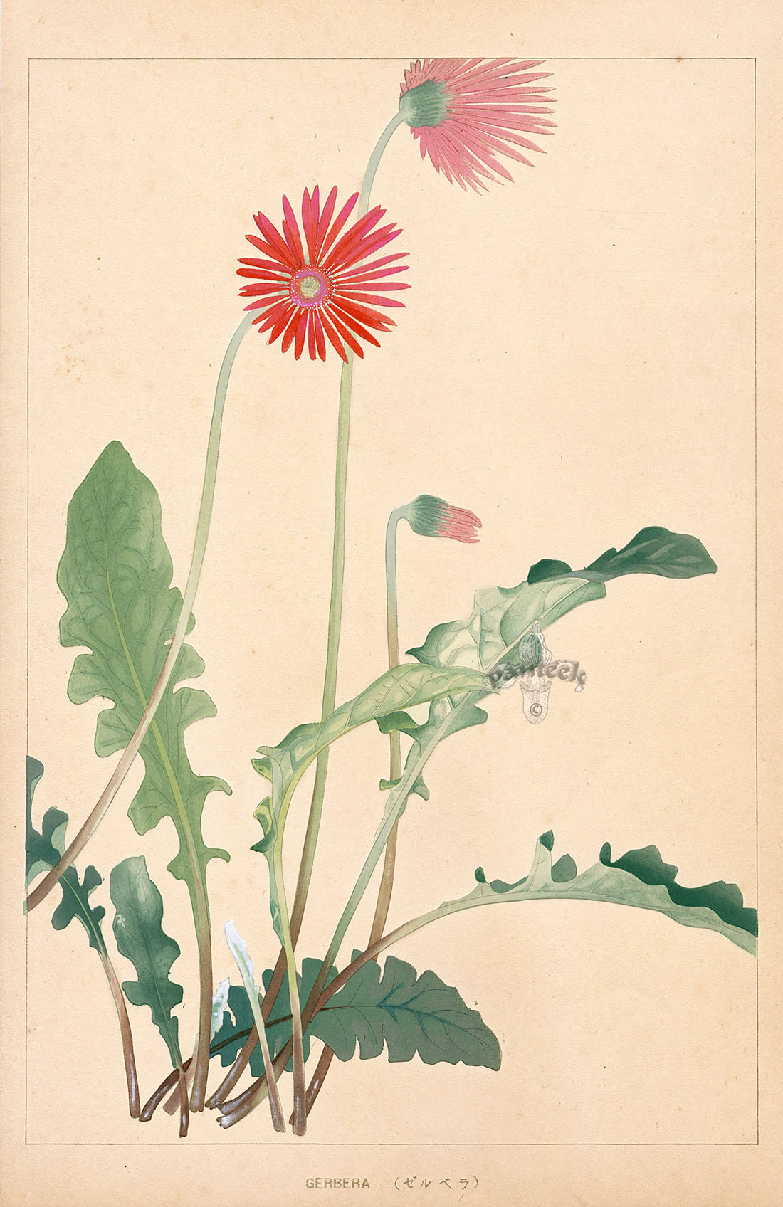 Gerbera from Chigusa Soun Flowers of Japan Woodblock Prints 1900