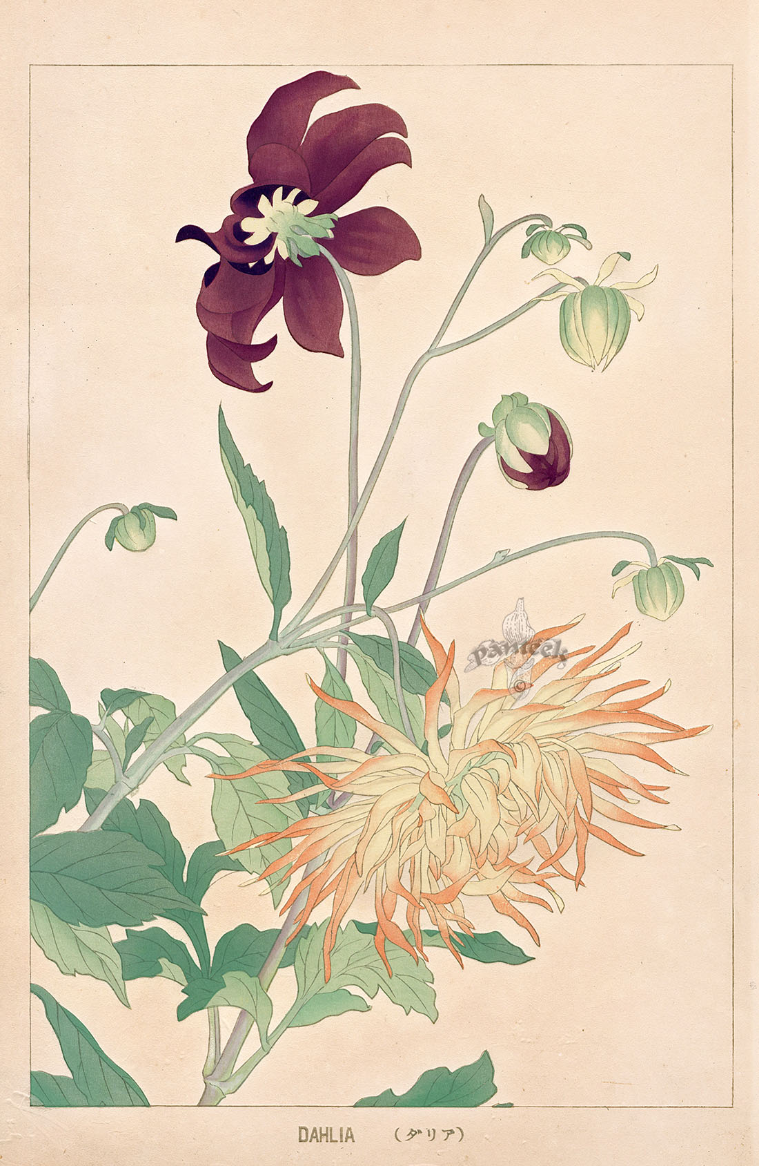 Dahlia from Chigusa Soun Flowers of Japan Woodblock Prints 1900